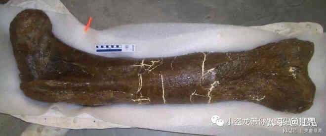 Cuộc đời của khủng long bạo chúa được chia thành 21 giai đoạn, hai trong số đó cực kỳ quan trọng và giúp chúng trở nên to lớn - Ảnh 12. Cuộc đời của khủng long bạo chúa được chia thành 21 giai đoạn, hai trong số đó cực kỳ quan trọng và giúp chúng trở nên to lớn - Ảnh 12.