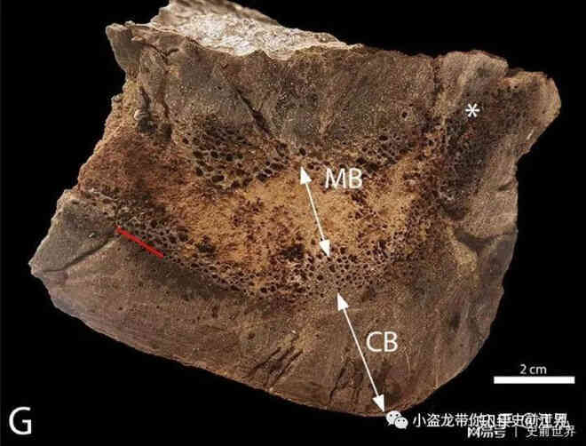 Cuộc đời của khủng long bạo chúa được chia thành 21 giai đoạn, hai trong số đó cực kỳ quan trọng và giúp chúng trở nên to lớn - Ảnh 13. Cuộc đời của khủng long bạo chúa được chia thành 21 giai đoạn, hai trong số đó cực kỳ quan trọng và giúp chúng trở nên to lớn - Ảnh 13.