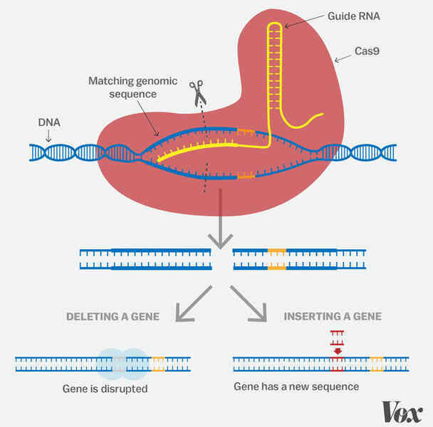 Một kỹ sư CRISPR giải thích tại sao công nghệ chỉnh sửa gen này xứng đáng đoạt giải Nobel Hóa học năm nay - Ảnh 4. Một kỹ sư CRISPR giải thích tại sao công nghệ chỉnh sửa gen này xứng đáng đoạt giải Nobel Hóa học năm nay - Ảnh 4.