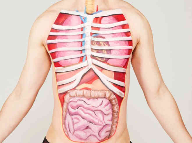 Đố bạn biết: Cơ thể người có bao nhiêu cơ quan nội tạng tất cả?