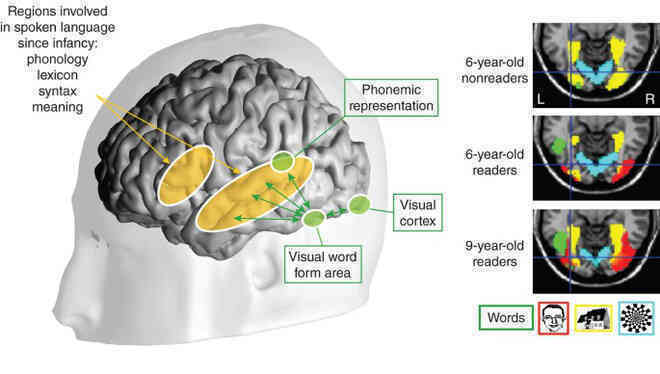 Các nhà khoa học phát hiện một vùng não giúp trẻ nhận diện mặt chữ ngay từ khi chào đời - Ảnh 4.