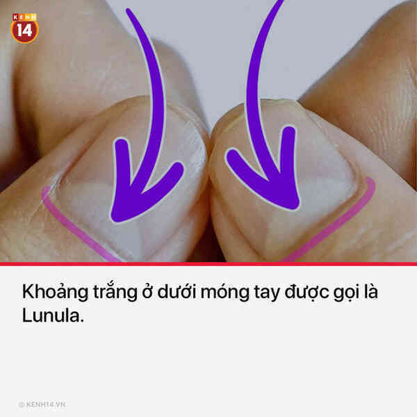15 thứ bạn nhìn thấy hằng ngày nhưng không hề biết tên chúng là gì - Ảnh 4. 15 thứ bạn nhìn thấy hằng ngày nhưng không hề biết tên chúng là gì - Ảnh 4.