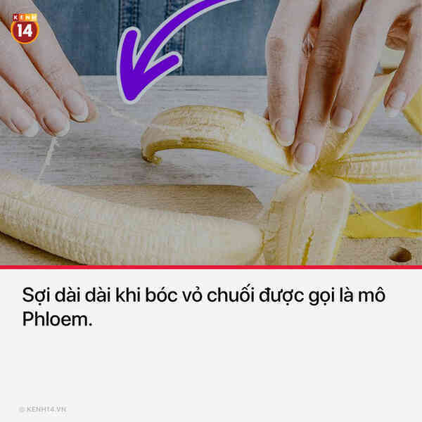 15 thứ bạn nhìn thấy hằng ngày nhưng không hề biết tên chúng là gì - Ảnh 10. 15 thứ bạn nhìn thấy hằng ngày nhưng không hề biết tên chúng là gì - Ảnh 10.