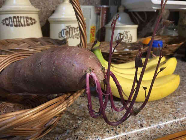 Chỉ một lần đãng trí, người phụ nữ phải lĩnh hậu quả thót tim và loạt ảnh chứng minh nhà nào cũng có thể tồn tại quái vật này nếu không cẩn thận - Ảnh 13. Chỉ một lần đãng trí, người phụ nữ phải lĩnh hậu quả thót tim và loạt ảnh chứng minh nhà nào cũng có thể tồn tại quái vật này nếu không cẩn thận - Ảnh 13.