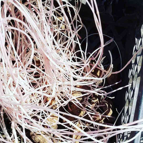 Chỉ một lần đãng trí, người phụ nữ phải lĩnh hậu quả thót tim và loạt ảnh chứng minh nhà nào cũng có thể tồn tại quái vật này nếu không cẩn thận - Ảnh 15. Chỉ một lần đãng trí, người phụ nữ phải lĩnh hậu quả thót tim và loạt ảnh chứng minh nhà nào cũng có thể tồn tại quái vật này nếu không cẩn thận - Ảnh 15.