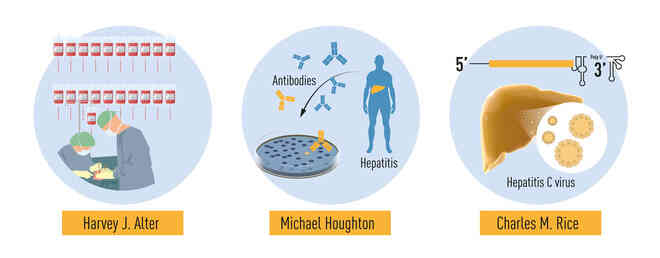 Giải Nobel Y học 2020 vừa được trao cho khám phá về virus viêm gan C đã cứu sống hàng triệu người - Ảnh 3. Giải Nobel Y học 2020 vừa được trao cho khám phá về virus viêm gan C đã cứu sống hàng triệu người - Ảnh 3.