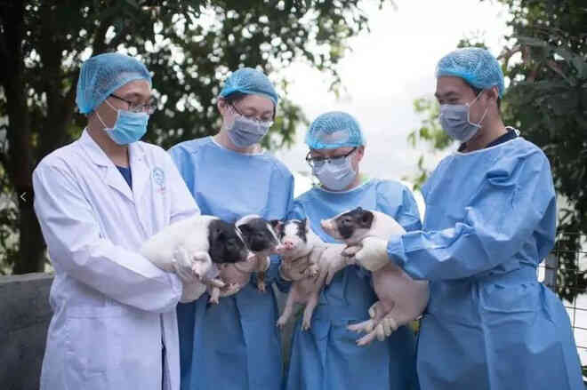 Ý nghĩa thực sự của việc nuôi lợn đối với khoa học - Ảnh 4. Ý nghĩa thực sự của việc nuôi lợn đối với khoa học - Ảnh 4.