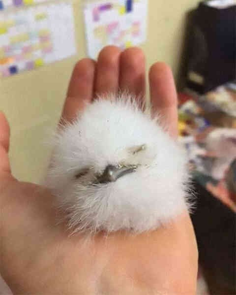 Frogmouth: Loài cú muỗi đáng yêu siêu nhiều biểu cảm - Ảnh 1. Frogmouth: Loài cú muỗi đáng yêu siêu nhiều biểu cảm - Ảnh 1.
