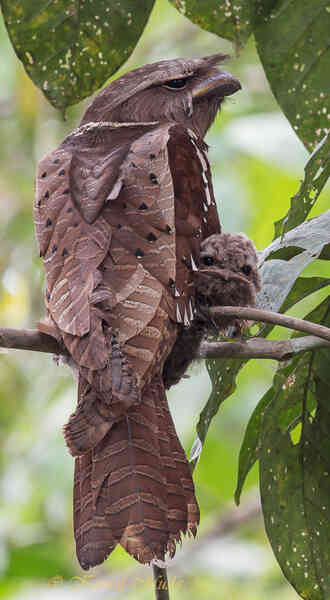 Frogmouth: Loài cú muỗi đáng yêu siêu nhiều biểu cảm - Ảnh 2. Frogmouth: Loài cú muỗi đáng yêu siêu nhiều biểu cảm - Ảnh 2.