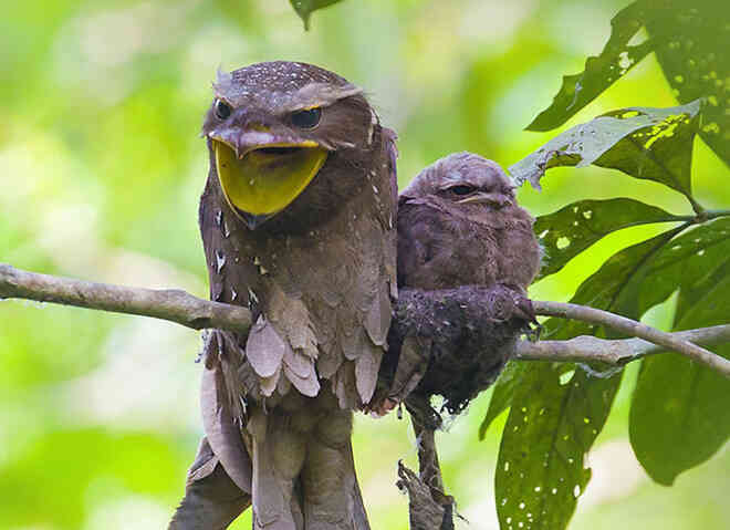 Frogmouth: Loài cú muỗi đáng yêu siêu nhiều biểu cảm - Ảnh 11. Frogmouth: Loài cú muỗi đáng yêu siêu nhiều biểu cảm - Ảnh 11.