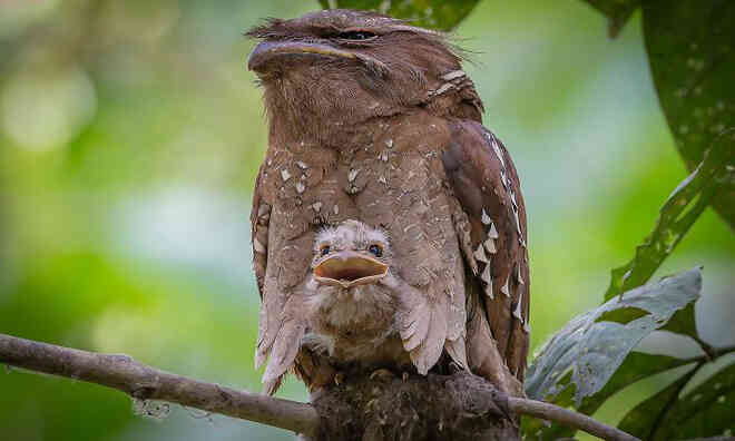 Frogmouth: Loài cú muỗi đáng yêu siêu nhiều biểu cảm - Ảnh 12. Frogmouth: Loài cú muỗi đáng yêu siêu nhiều biểu cảm - Ảnh 12.