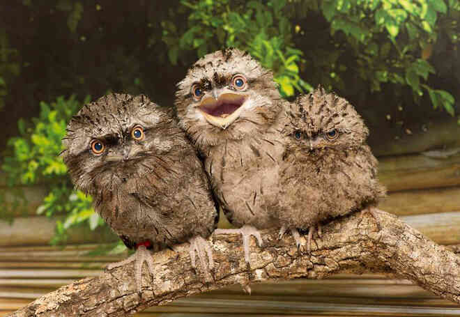 Frogmouth: Loài cú muỗi đáng yêu siêu nhiều biểu cảm - Ảnh 13. Frogmouth: Loài cú muỗi đáng yêu siêu nhiều biểu cảm - Ảnh 13.