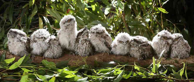 Frogmouth: Loài cú muỗi đáng yêu siêu nhiều biểu cảm - Ảnh 14. Frogmouth: Loài cú muỗi đáng yêu siêu nhiều biểu cảm - Ảnh 14.