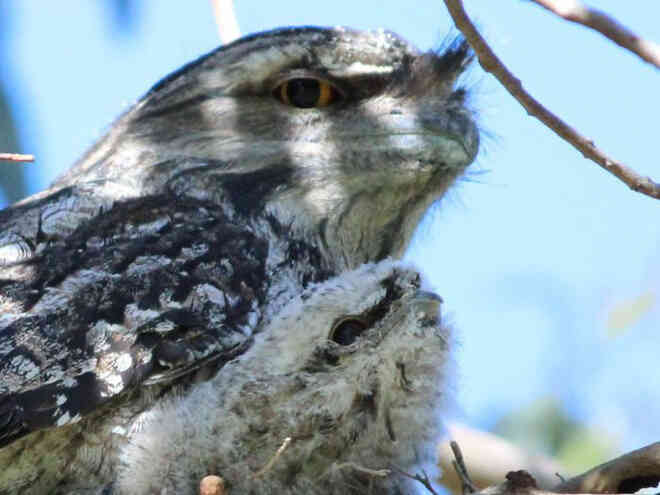 Frogmouth: Loài cú muỗi đáng yêu siêu nhiều biểu cảm - Ảnh 15. Frogmouth: Loài cú muỗi đáng yêu siêu nhiều biểu cảm - Ảnh 15.