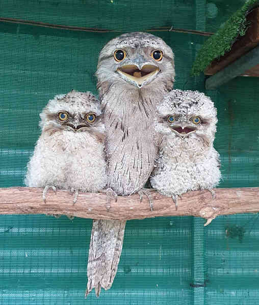 Frogmouth: Loài cú muỗi đáng yêu siêu nhiều biểu cảm - Ảnh 3. Frogmouth: Loài cú muỗi đáng yêu siêu nhiều biểu cảm - Ảnh 3.