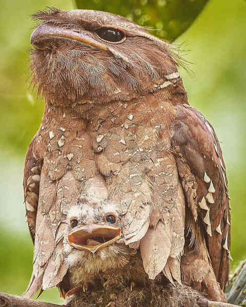 Frogmouth: Loài cú muỗi đáng yêu siêu nhiều biểu cảm - Ảnh 4. Frogmouth: Loài cú muỗi đáng yêu siêu nhiều biểu cảm - Ảnh 4.