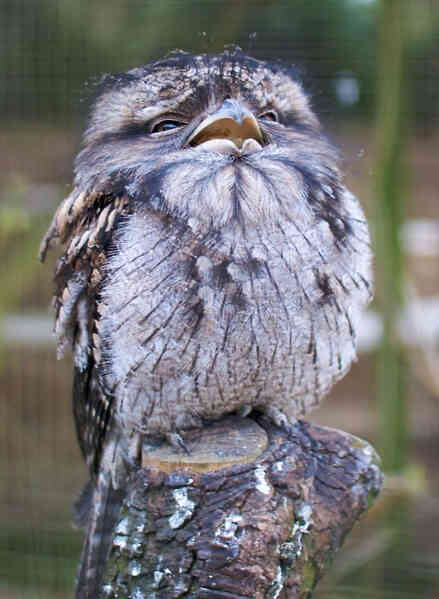 Frogmouth: Loài cú muỗi đáng yêu siêu nhiều biểu cảm - Ảnh 6. Frogmouth: Loài cú muỗi đáng yêu siêu nhiều biểu cảm - Ảnh 6.