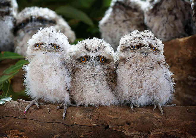 Frogmouth: Loài cú muỗi đáng yêu siêu nhiều biểu cảm - Ảnh 8. Frogmouth: Loài cú muỗi đáng yêu siêu nhiều biểu cảm - Ảnh 8.