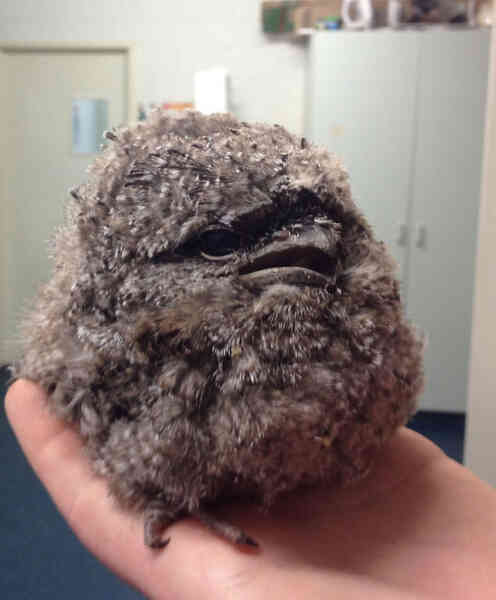 Frogmouth: Loài cú muỗi đáng yêu siêu nhiều biểu cảm - Ảnh 9. Frogmouth: Loài cú muỗi đáng yêu siêu nhiều biểu cảm - Ảnh 9.