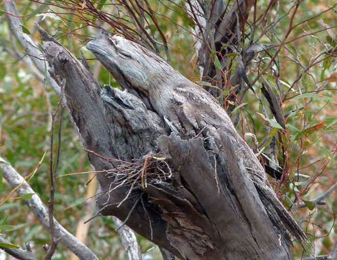 Frogmouth: Loài cú muỗi đáng yêu siêu nhiều biểu cảm - Ảnh 10. Frogmouth: Loài cú muỗi đáng yêu siêu nhiều biểu cảm - Ảnh 10.