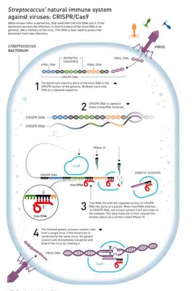 Nobel Hóa học 2020 gọi tên hai nữ khoa học gia phát minh công nghệ chỉnh sửa gen CRISPR/Cas9 - Ảnh 2. Nobel Hóa học 2020 gọi tên hai nữ khoa học gia phát minh công nghệ chỉnh sửa gen CRISPR/Cas9 - Ảnh 2.