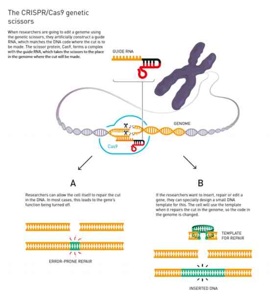 Nobel Hóa học 2020 gọi tên hai nữ khoa học gia phát minh công nghệ chỉnh sửa gen CRISPR/Cas9 - Ảnh 3. Nobel Hóa học 2020 gọi tên hai nữ khoa học gia phát minh công nghệ chỉnh sửa gen CRISPR/Cas9 - Ảnh 3.