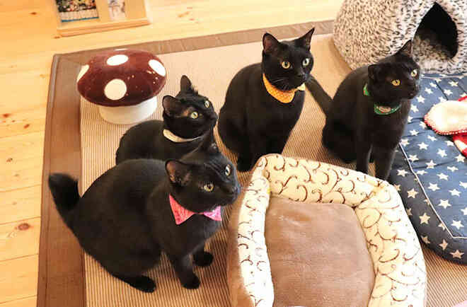 Nekobiyaka - Quán cà phê mèo đen độc nhất vô nhị trên thế giới - Ảnh 4. Nekobiyaka - Quán cà phê mèo đen độc nhất vô nhị trên thế giới - Ảnh 4.