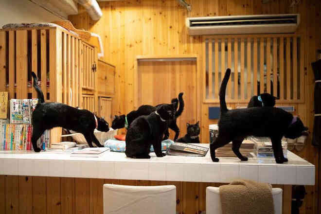 Nekobiyaka - Quán cà phê mèo đen độc nhất vô nhị trên thế giới - Ảnh 5. Nekobiyaka - Quán cà phê mèo đen độc nhất vô nhị trên thế giới - Ảnh 5.