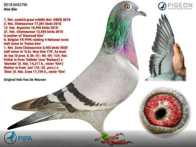 Chú chim bồ câu đua đắt nhất thế giới, có giá bằng cả một chiếc Pagani Huayra - Ảnh 1. Chú chim bồ câu đua đắt nhất thế giới, có giá bằng cả một chiếc Pagani Huayra - Ảnh 1.