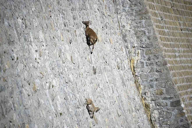 Alpine Ibex: Bất chấp các vấn đề về trọng lực, loài động vật này vẫn có thể leo lên các bức tường thẳng đứng - Ảnh 2. Alpine Ibex: Bất chấp các vấn đề về trọng lực, loài động vật này vẫn có thể leo lên các bức tường thẳng đứng - Ảnh 2.