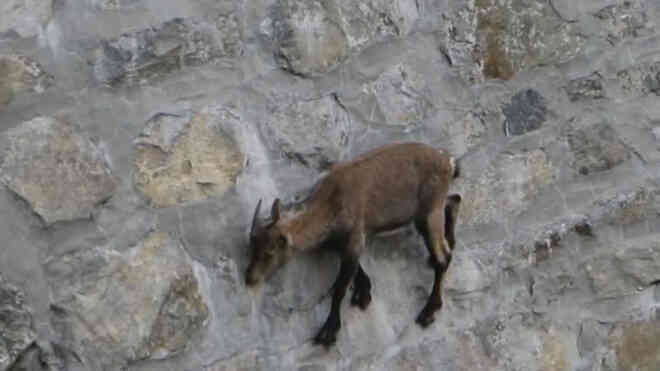 Alpine Ibex: Bất chấp các vấn đề về trọng lực, loài động vật này vẫn có thể leo lên các bức tường thẳng đứng - Ảnh 7. Alpine Ibex: Bất chấp các vấn đề về trọng lực, loài động vật này vẫn có thể leo lên các bức tường thẳng đứng - Ảnh 7.