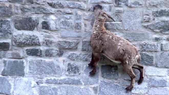 Alpine Ibex: Bất chấp các vấn đề về trọng lực, loài động vật này vẫn có thể leo lên các bức tường thẳng đứng - Ảnh 8. Alpine Ibex: Bất chấp các vấn đề về trọng lực, loài động vật này vẫn có thể leo lên các bức tường thẳng đứng - Ảnh 8.