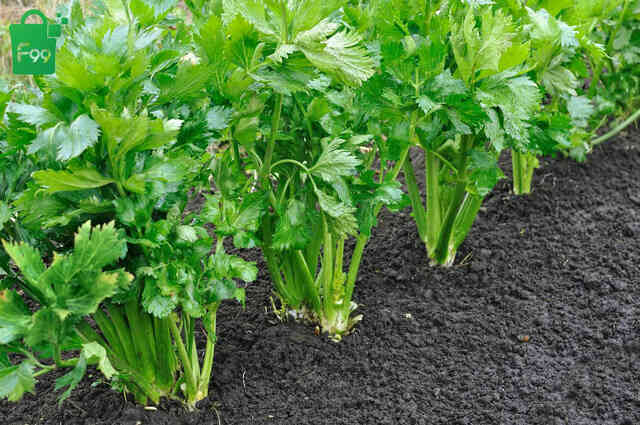 Tác dụng tuyệt vời của cần tây Sitokata với sức khoẻ nam giới - Ảnh 3. Tác dụng tuyệt vời của cần tây Sitokata với sức khoẻ nam giới - Ảnh 3.