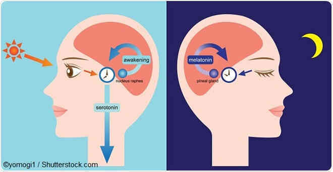 Không chỉ có chim sớm hay cú đêm, con người còn tới 4 kiểu đồng hồ sinh học kỳ lạ khác - Ảnh 3. Không chỉ có chim sớm hay cú đêm, con người còn tới 4 kiểu đồng hồ sinh học kỳ lạ khác - Ảnh 3.