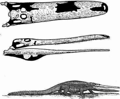 Stomatosuchus inermis: Loài cá sấu cổ đại có thể nuốt chửng cả thế giới - Ảnh 5.