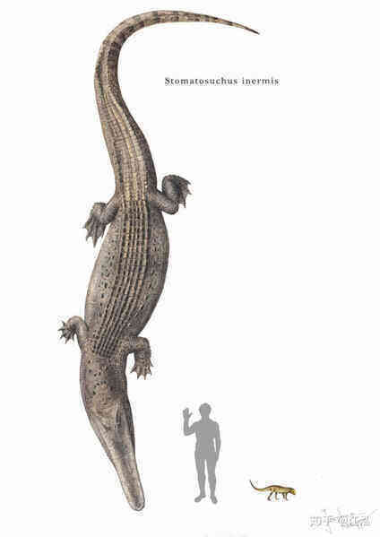 Stomatosuchus inermis: Loài cá sấu cổ đại có thể nuốt chửng cả thế giới - Ảnh 6.