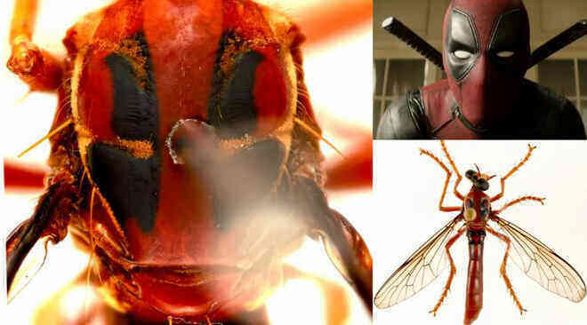 Úc: Giới khoa học đặt tên các loài côn trùng mới theo Stan Lee và nhiều siêu anh hùng của Marvel - Ảnh 1.