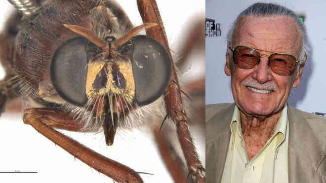 Úc: Giới khoa học đặt tên các loài côn trùng mới theo Stan Lee và nhiều siêu anh hùng của Marvel - Ảnh 2.