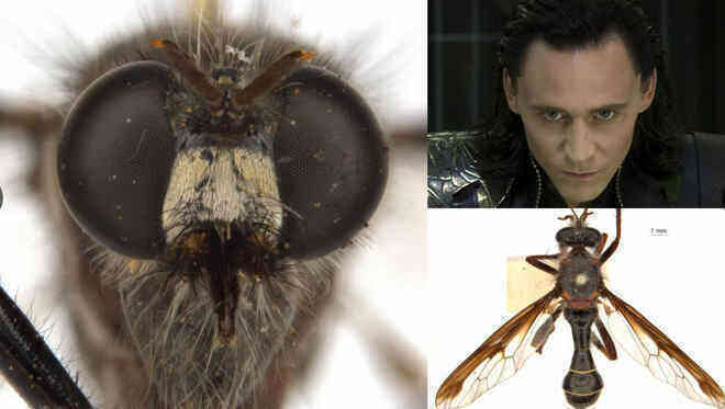 Úc: Giới khoa học đặt tên các loài côn trùng mới theo Stan Lee và nhiều siêu anh hùng của Marvel - Ảnh 4.