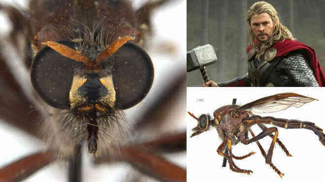 Úc: Giới khoa học đặt tên các loài côn trùng mới theo Stan Lee và nhiều siêu anh hùng của Marvel - Ảnh 5.