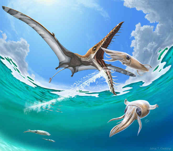 Rhamphorhynchus: Loài thằn lằn bay tí hon sở hữu hàm răng của tử thần - Ảnh 1. Rhamphorhynchus: Loài thằn lằn bay tí hon sở hữu hàm răng của tử thần - Ảnh 1.