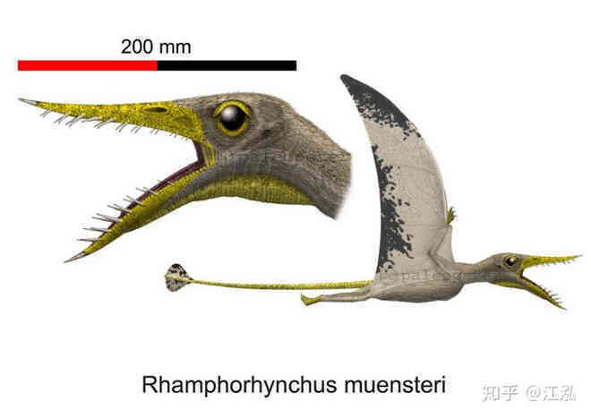 Rhamphorhynchus: Loài thằn lằn bay tí hon sở hữu hàm răng của tử thần - Ảnh 2. Rhamphorhynchus: Loài thằn lằn bay tí hon sở hữu hàm răng của tử thần - Ảnh 2.