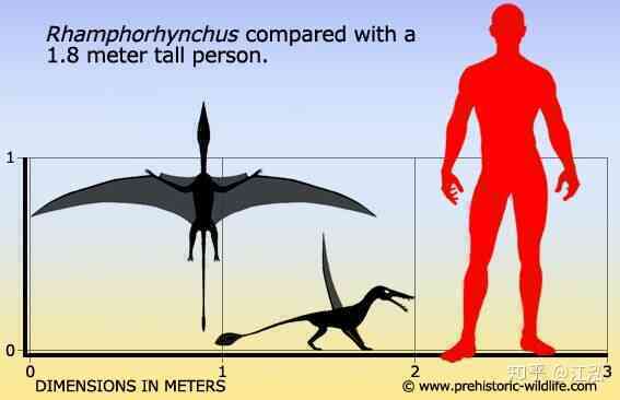 Rhamphorhynchus: Loài thằn lằn bay tí hon sở hữu hàm răng của tử thần - Ảnh 3. Rhamphorhynchus: Loài thằn lằn bay tí hon sở hữu hàm răng của tử thần - Ảnh 3.