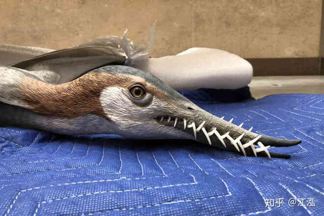Rhamphorhynchus: Loài thằn lằn bay tí hon sở hữu hàm răng của tử thần - Ảnh 4. Rhamphorhynchus: Loài thằn lằn bay tí hon sở hữu hàm răng của tử thần - Ảnh 4.