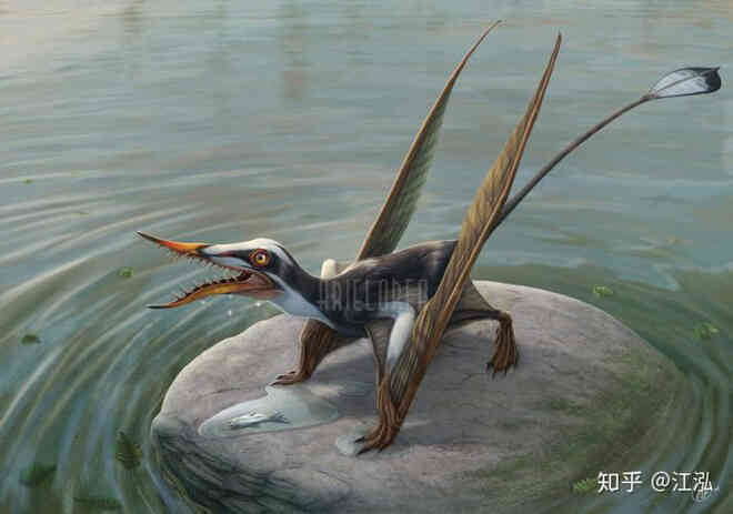 Rhamphorhynchus: Loài thằn lằn bay tí hon sở hữu hàm răng của tử thần - Ảnh 6. Rhamphorhynchus: Loài thằn lằn bay tí hon sở hữu hàm răng của tử thần - Ảnh 6.