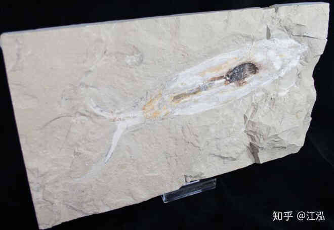 Rhamphorhynchus: Loài thằn lằn bay tí hon sở hữu hàm răng của tử thần - Ảnh 7. Rhamphorhynchus: Loài thằn lằn bay tí hon sở hữu hàm răng của tử thần - Ảnh 7.