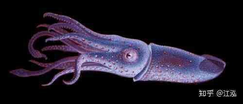 Rhamphorhynchus: Loài thằn lằn bay tí hon sở hữu hàm răng của tử thần - Ảnh 8. Rhamphorhynchus: Loài thằn lằn bay tí hon sở hữu hàm răng của tử thần - Ảnh 8.