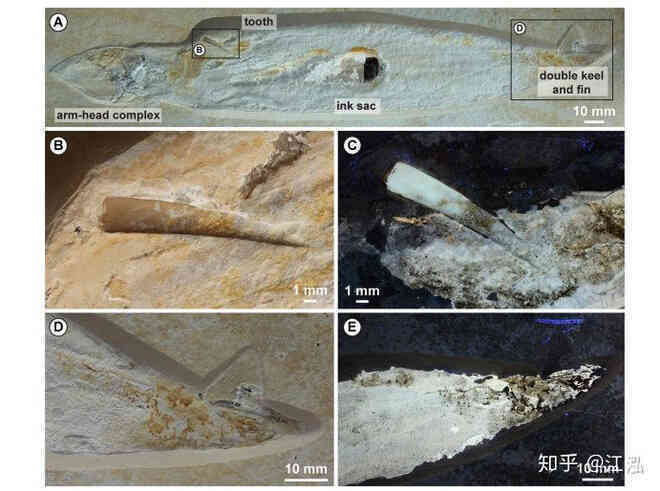 Rhamphorhynchus: Loài thằn lằn bay tí hon sở hữu hàm răng của tử thần - Ảnh 10. Rhamphorhynchus: Loài thằn lằn bay tí hon sở hữu hàm răng của tử thần - Ảnh 10.