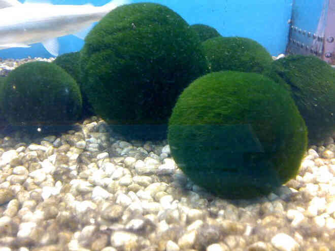 Marimo: Loài tảo cầu cực kì "đáng yêu" đang dần trở thành trào lưu chăm sóc như thú cưng tại Nhật Bản