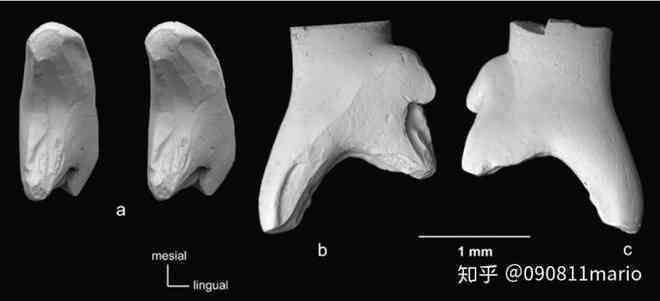 Tìm thấy dấu vết của động vật có vú trên hóa thạch của loài khủng long Mamenchisaurus - Ảnh 6. Tìm thấy dấu vết của động vật có vú trên hóa thạch của loài khủng long Mamenchisaurus - Ảnh 6.